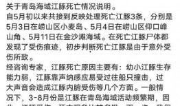 湖北王先生爆料新闻,揭秘某重大新闻事件内幕