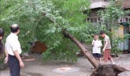 大树爆料视频大全集,揭秘视频大全集精彩瞬间